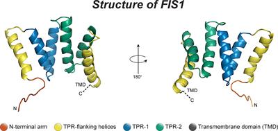 Mitochondrial Fission Protein 1: Emerging Roles in Organellar Form and Function in Health and Disease